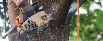 Best Tree Removal  in Wartburg, TN